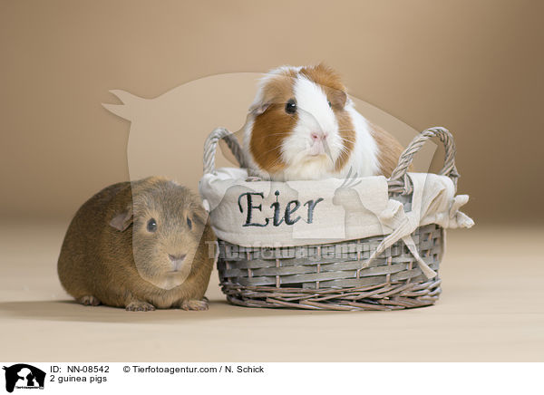 2 Meerschweine / 2 guinea pigs / NN-08542