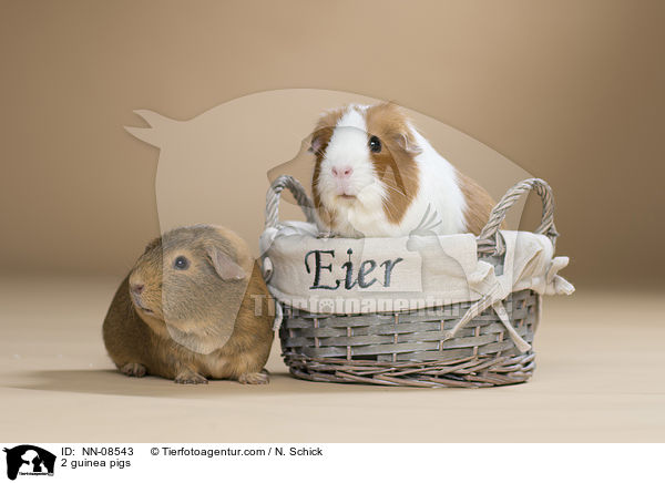 2 Meerschweine / 2 guinea pigs / NN-08543