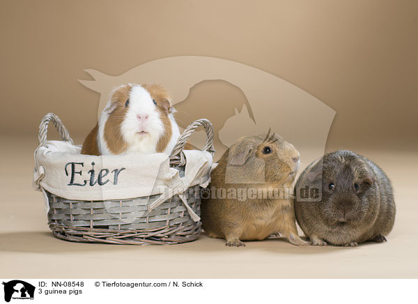 3 Meerschweine / 3 guinea pigs / NN-08548
