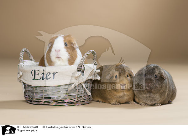 3 Meerschweine / 3 guinea pigs / NN-08549