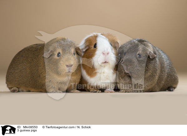 3 Meerschweine / 3 guinea pigs / NN-08550