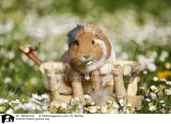 Glatthaarmeerschweinchen / smooth-haired guinea pig / RR-60332