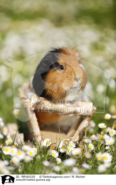 Glatthaarmeerschweinchen / smooth-haired guinea pig / RR-60335