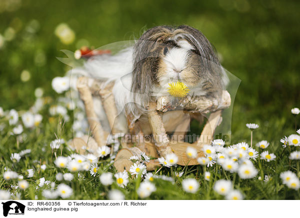 Langhaarmeerschweinchen / longhaired guinea pig / RR-60356