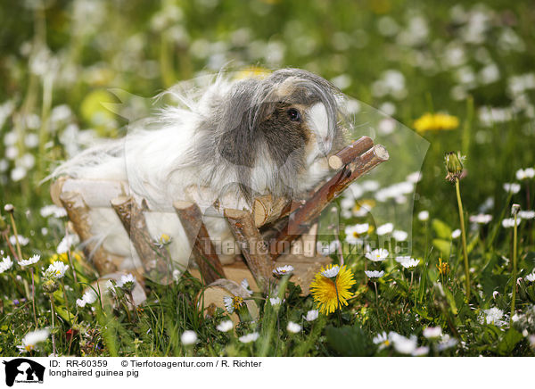 Langhaarmeerschweinchen / longhaired guinea pig / RR-60359