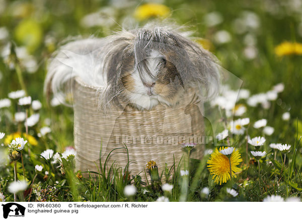 Langhaarmeerschweinchen / longhaired guinea pig / RR-60360