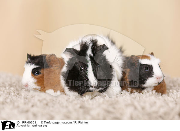 Rosettenmeerscheinchen / Abyssinian guinea pig / RR-60361