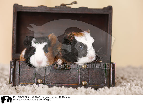 junge  Glatthaarmeerschweinchen / young smooth-haired guinea pigs / RR-60373