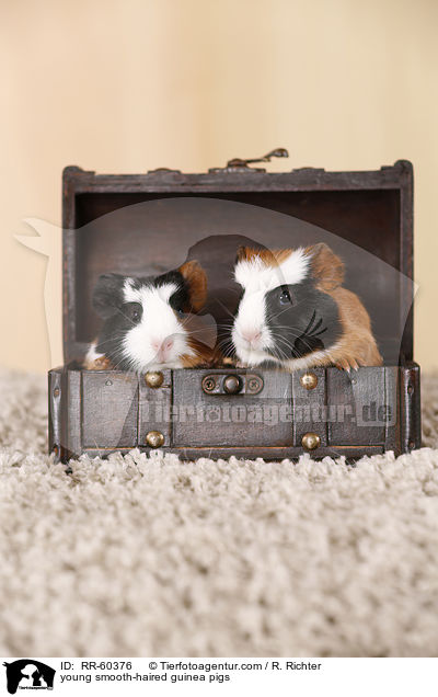 junge  Glatthaarmeerschweinchen / young smooth-haired guinea pigs / RR-60376