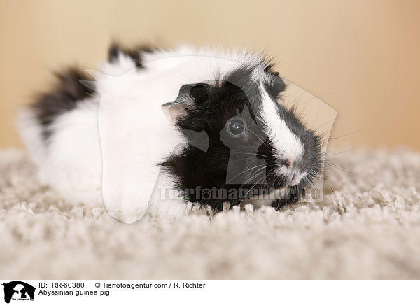 Rosettenmeerscheinchen / Abyssinian guinea pig / RR-60380