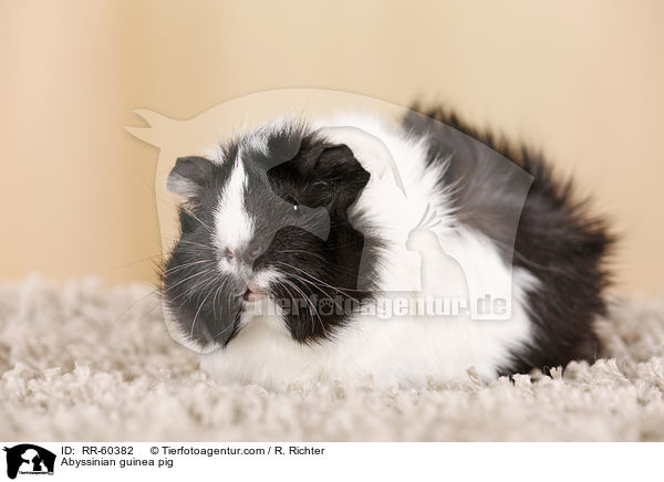 Rosettenmeerscheinchen / Abyssinian guinea pig / RR-60382