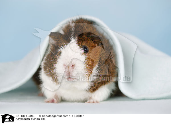 Rosettenmeerscheinchen / Abyssinian guinea pig / RR-60388