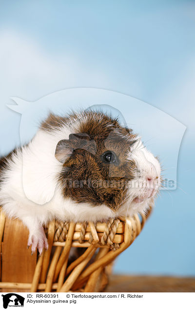 Rosettenmeerscheinchen / Abyssinian guinea pig / RR-60391