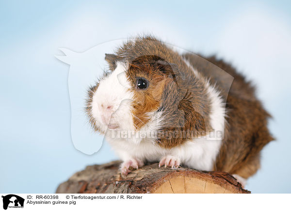 Rosettenmeerscheinchen / Abyssinian guinea pig / RR-60398