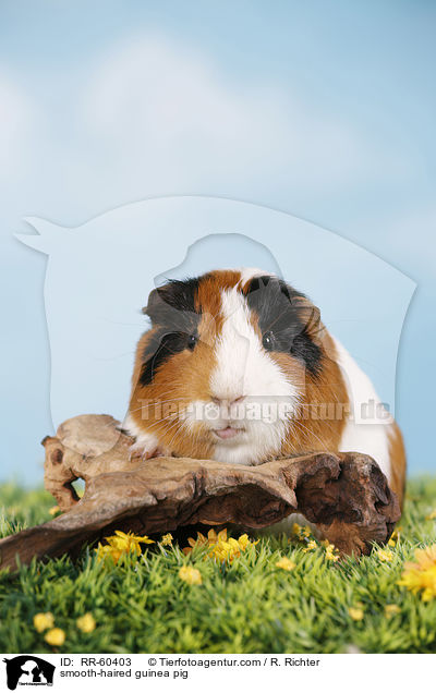 Glatthaarmeerschweinchen / smooth-haired guinea pig / RR-60403