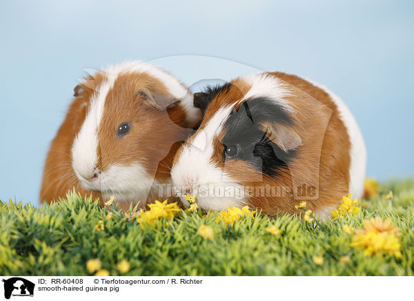 Glatthaarmeerschweinchen / smooth-haired guinea pig / RR-60408