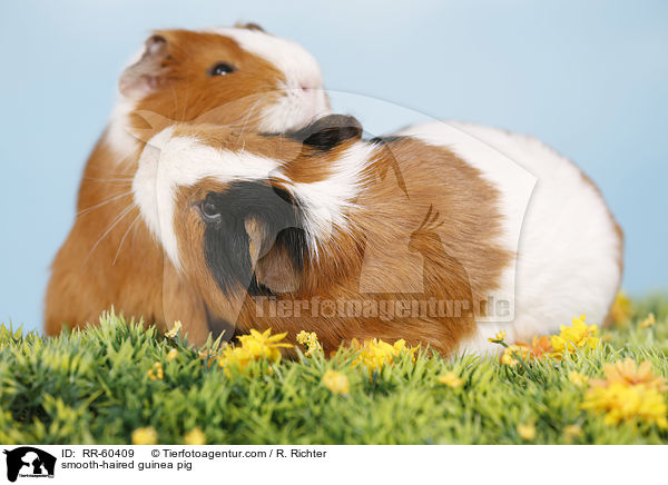 Glatthaarmeerschweinchen / smooth-haired guinea pig / RR-60409