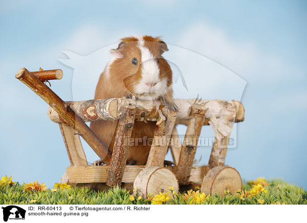 Glatthaarmeerschweinchen / smooth-haired guinea pig / RR-60413