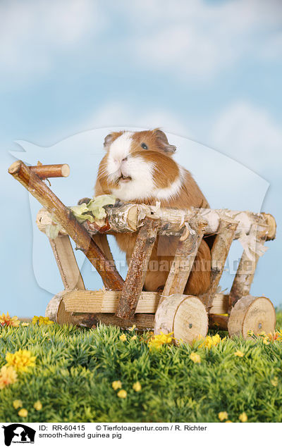 Glatthaarmeerschweinchen / smooth-haired guinea pig / RR-60415