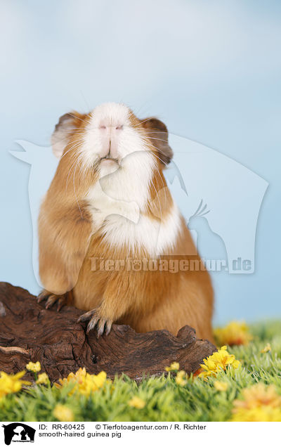 Glatthaarmeerschweinchen / smooth-haired guinea pig / RR-60425