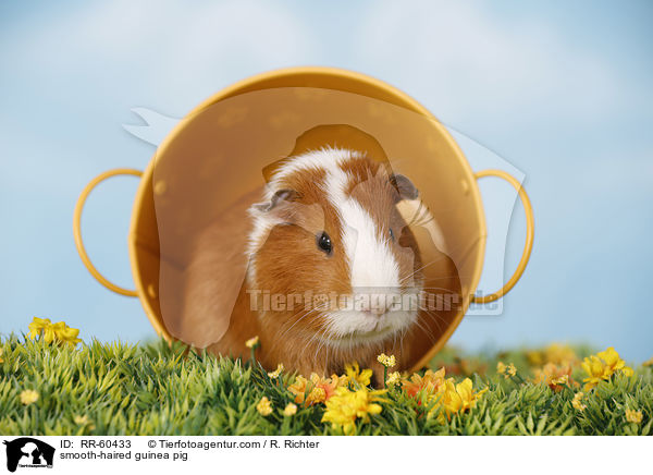 Glatthaarmeerschweinchen / smooth-haired guinea pig / RR-60433