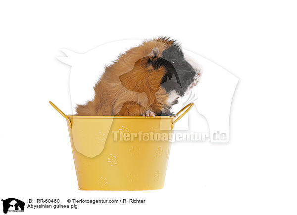 Rosettenmeerscheinchen / Abyssinian guinea pig / RR-60460