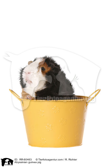 Rosettenmeerscheinchen / Abyssinian guinea pig / RR-60463