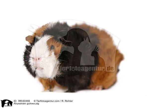 Rosettenmeerscheinchen / Abyssinian guinea pig / RR-60466