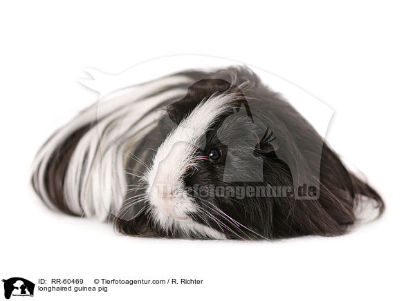 Langhaarmeerschweinchen / longhaired guinea pig / RR-60469