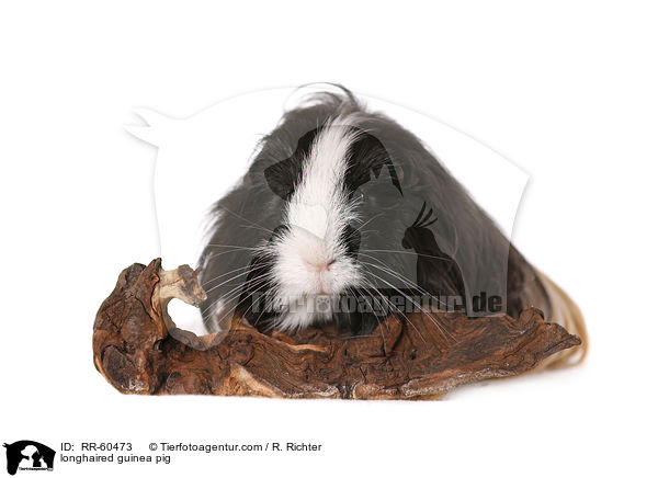 Langhaarmeerschweinchen / longhaired guinea pig / RR-60473