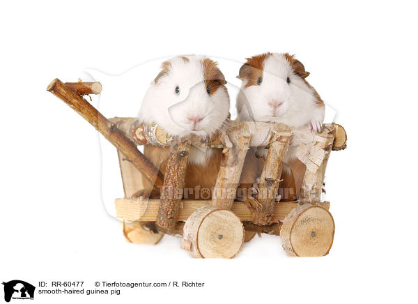 Glatthaarmeerschweinchen / smooth-haired guinea pig / RR-60477