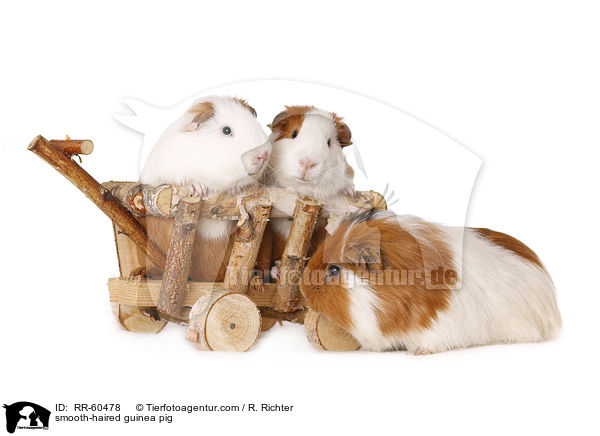 Glatthaarmeerschweinchen / smooth-haired guinea pig / RR-60478