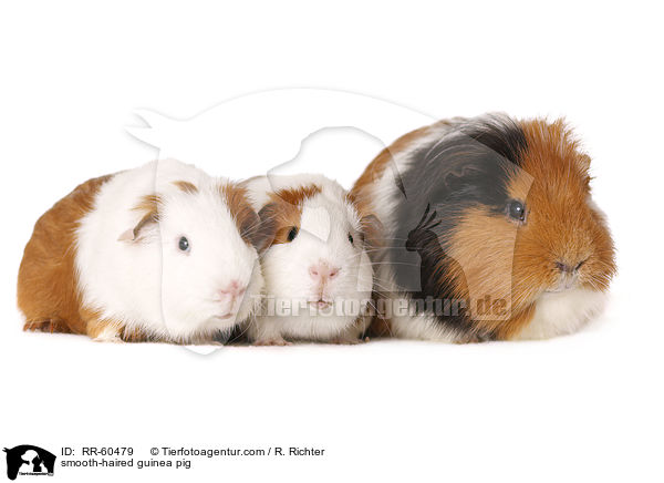 Glatthaarmeerschweinchen / smooth-haired guinea pig / RR-60479