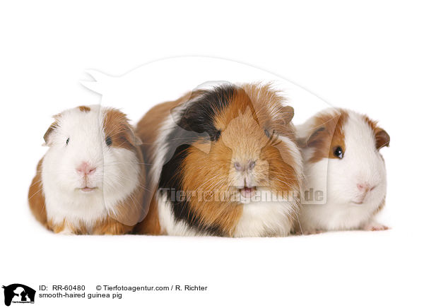 Glatthaarmeerschweinchen / smooth-haired guinea pig / RR-60480