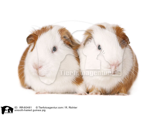 Glatthaarmeerschweinchen / smooth-haired guinea pig / RR-60481