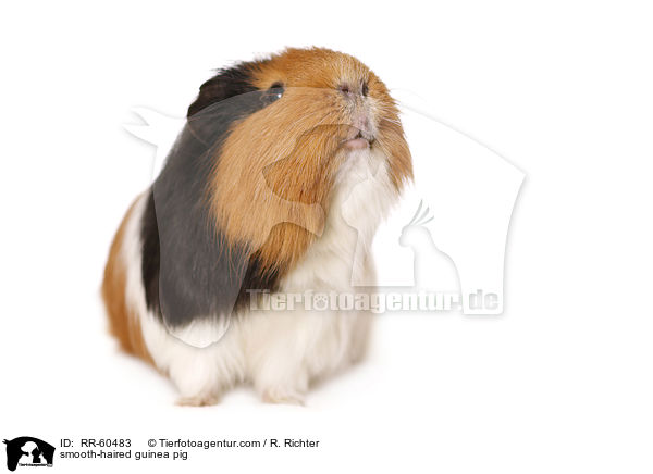 Glatthaarmeerschweinchen / smooth-haired guinea pig / RR-60483