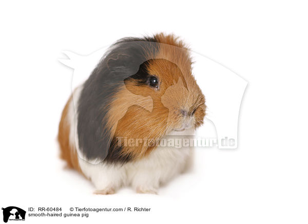 Glatthaarmeerschweinchen / smooth-haired guinea pig / RR-60484