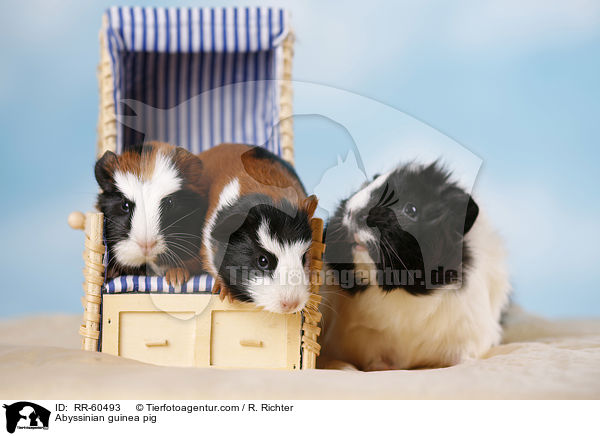 Rosettenmeerscheinchen / Abyssinian guinea pig / RR-60493