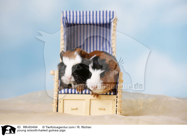 junge  Glatthaarmeerschweinchen / young smooth-haired guinea pigs / RR-60494