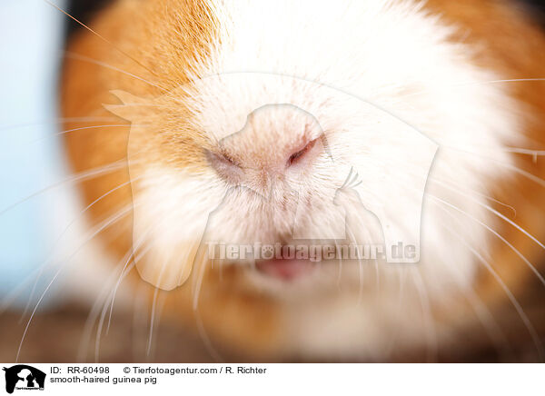 Glatthaarmeerschweinchen / smooth-haired guinea pig / RR-60498