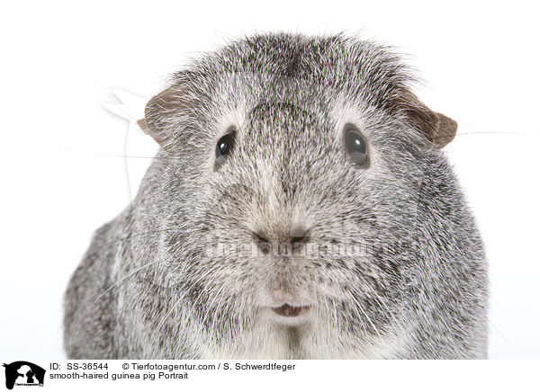 Glatthaarmeerschwein Portrait / SS-36544