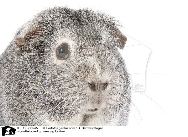 Glatthaarmeerschwein Portrait / SS-36545