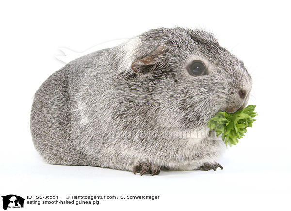 eating smooth-haired guinea pig / SS-36551