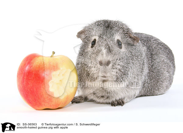 Glatthaarmeerschwein mit Apfel / smooth-haired guinea pig with apple / SS-36563