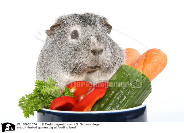 Glatthaarmeerschwein am Futternapf / smooth-haired guinea pig at feeding bowl / SS-36574