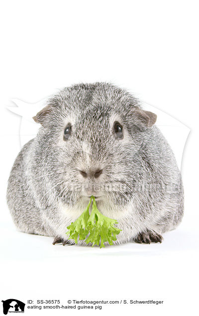 eating smooth-haired guinea pig / SS-36575