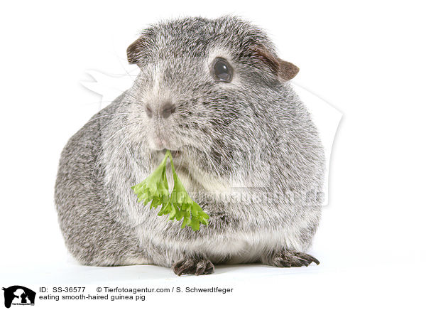 fressendes Glatthaarmeerschwein / eating smooth-haired guinea pig / SS-36577