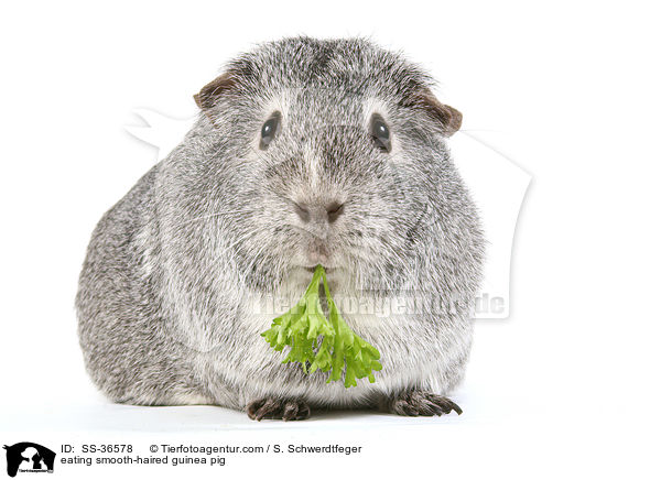 fressendes Glatthaarmeerschwein / eating smooth-haired guinea pig / SS-36578