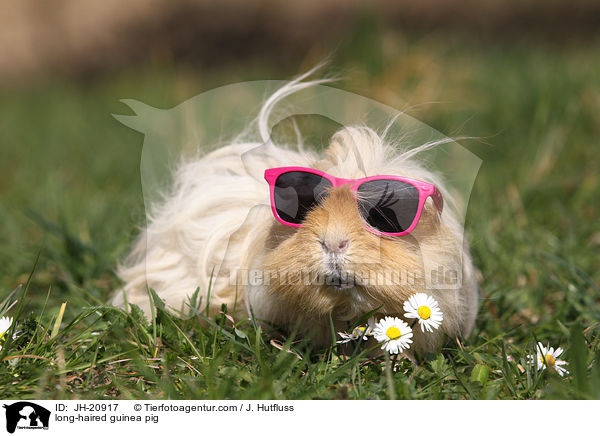 Langhaarmeerschwein / long-haired guinea pig / JH-20917