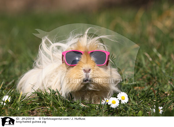 Langhaarmeerschwein / long-haired guinea pig / JH-20918